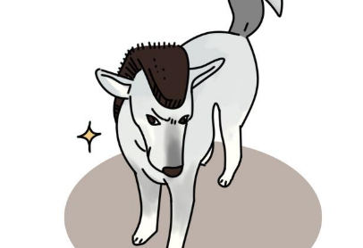 带狗狗去宠物店美容是没必要的?相反,往往还能预防疾病 带狗狗去宠物店美容是没必要的?相反,往往还能预防疾病
