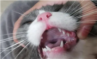 猫牙全部拔掉影响大吗