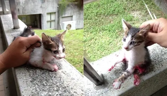 猫舔了油漆会死吗