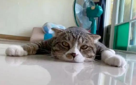 猫夏天怕热吗? 猫夏天怕热吗?