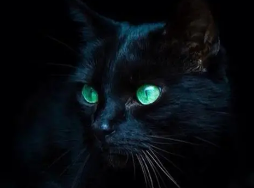 吃惊猫猫图片很吓人的猫