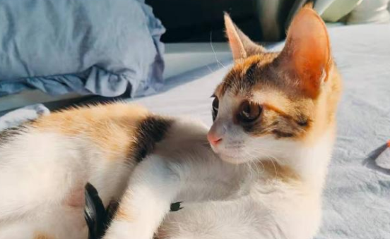 把房子租给养猫的人有啥后果