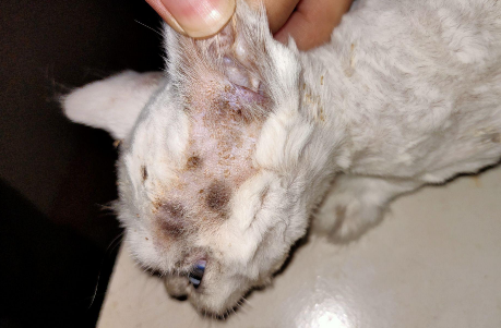 猫藓是由什么引起的 猫藓是由什么引起的