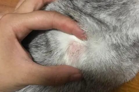 猫藓结痂图片是什么样