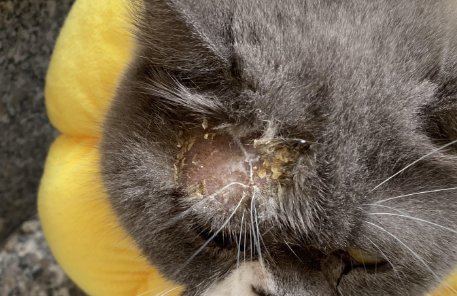 猫癣什么阶段就可以不涂药了