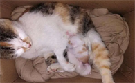 40天的小猫抱走可以养活吗