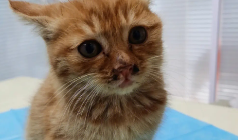 2个月小猫太脏怎么办 2个月小猫太脏怎么办