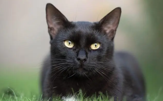 1990年的恐怖微笑猫事件 1990年的恐怖微笑猫事件