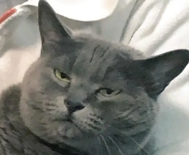 岁月是猪饲料?网友晒自己收养的流浪猫,可爱小猫长成“大叔” 岁月是猪饲料?网友晒自己收养的流浪猫,可爱小猫长成“大叔”