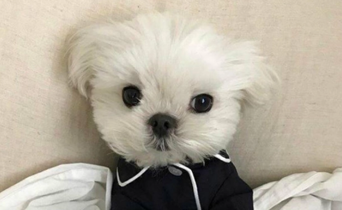 蜡笔小新小白是什么品种的狗 蜡笔小新小白是什么品种的狗
