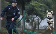 退役警犬还能活多久