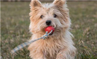 诺维茨梗犬价格多少钱一只