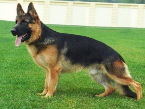 黑背犬最大长什么样