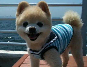 成年俊介犬长啥样图片 成年俊介犬长啥样图片