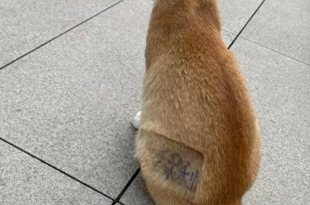 建议保利,赶紧收编这只猫 建议保利,赶紧收编这只猫