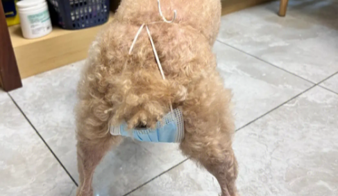口罩怎么给小狗做姨妈巾