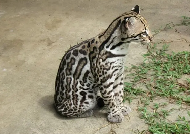 八种最危险的猫