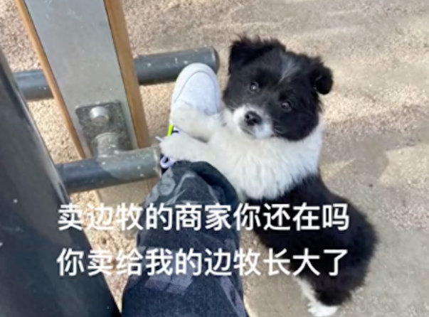 网友买了只“边牧”，没想到模样却越长越潦草了