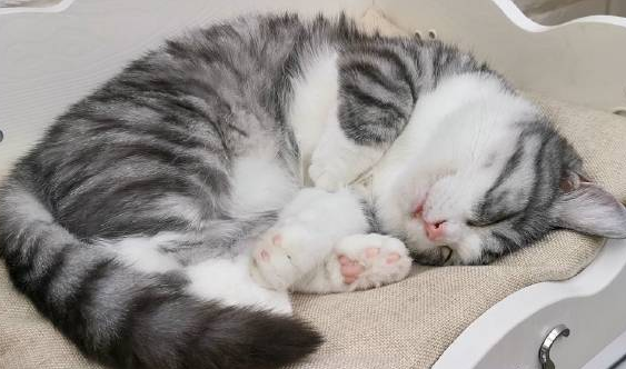 猫像狗一样哈气呼吸急促 猫像狗一样哈气呼吸急促