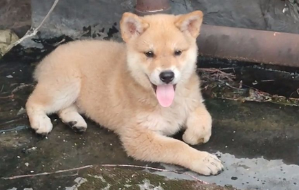 黄狗白面犬多少钱一只