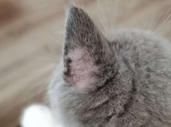 猫癣只有毛上有荧光 猫癣只有毛上有荧光