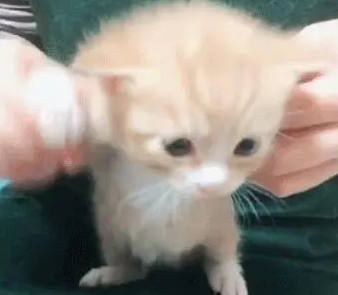 主人带小奶猫录视频,猫咪上前直接叼走:我的孩子是你能玩的吗 主人带小奶猫录视频,猫咪上前直接叼走:我的孩子是你能玩的吗