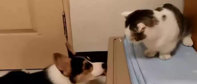 当小柯基爱上了小奶猫后,对着猫咪做出了这样的举动,最后尴尬了 当小柯基爱上了小奶猫后,对着猫咪做出了这样的举动,最后尴尬了