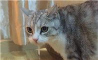 引起猫咪呕吐的原因有哪些?