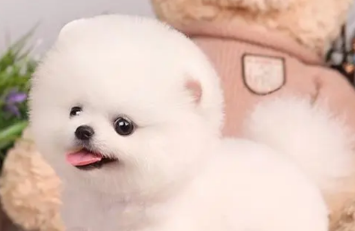 俊介犬的寿命和体型