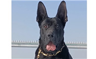 黑狼犬对人有攻击性吗