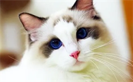 猫讨厌什么气味赶走猫
