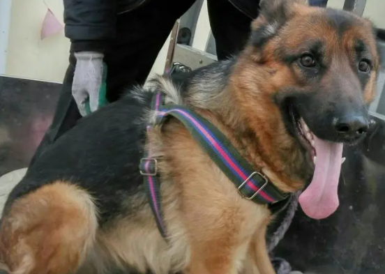 黑背是大型犬吗 黑背是大型犬吗