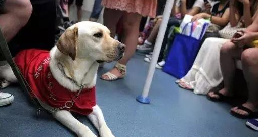 导盲犬可以进入公共场所吗?