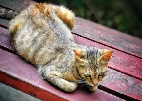 麻猫也是狸花猫吗