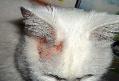 猫藓买什么药膏涂
