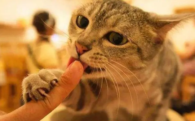 猫舔我手是什么意思啊