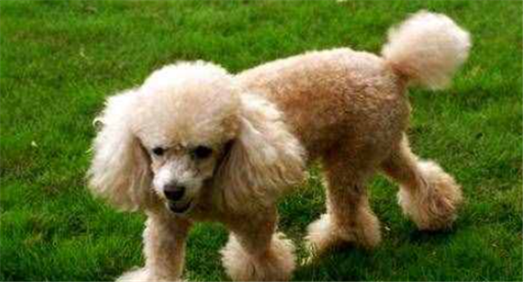 哪里可以买到金贵犬