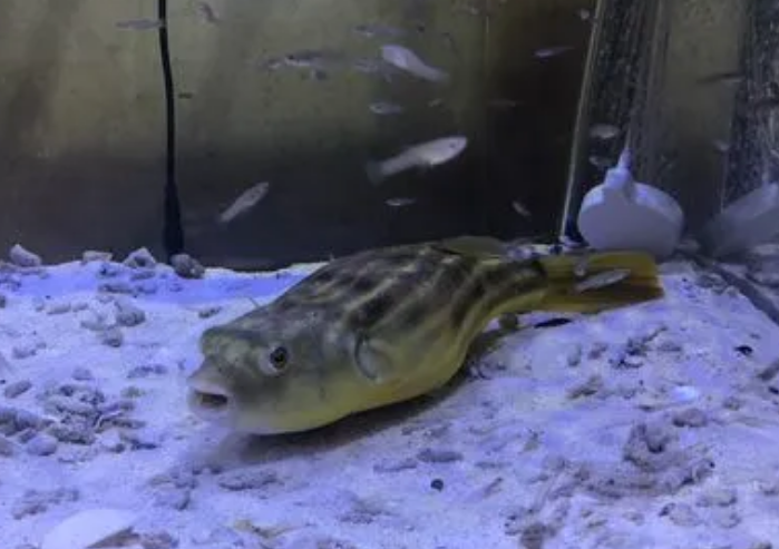 斑马狗头不吃食,总趴在缸底 斑马狗头不吃食,总趴在缸底
