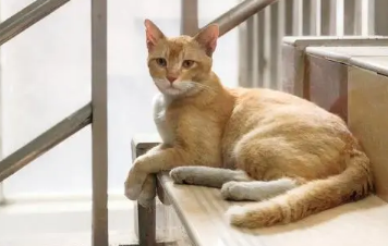 雀猫是最古老的土猫