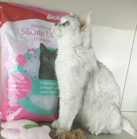 bioline猫砂和豆腐猫砂哪个好