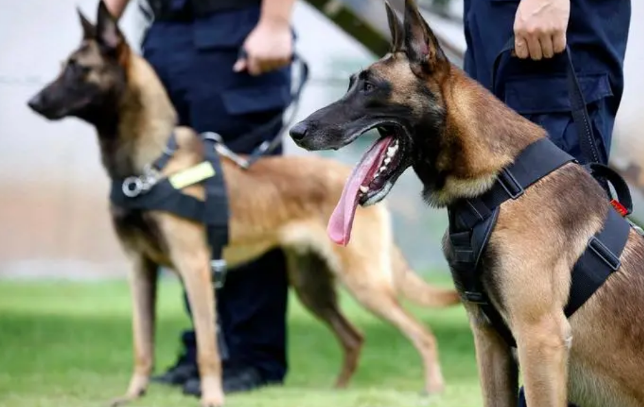 警犬和军犬品种都一样吗
