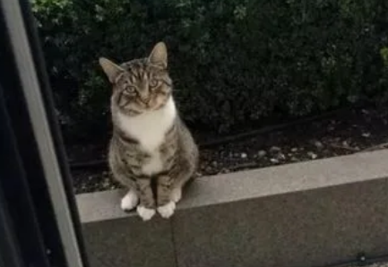 把猫放在门外会走吗 把猫放在门外会走吗