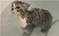 猫要洗澡吗?多少时间洗一次