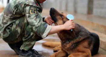 当训犬员需要什么学历
