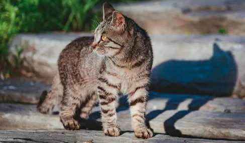 警惕：多人感染这几种病，只因养了猫