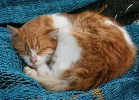 把猫送走了会导致运气变差吗 把猫送走了会导致运气变差吗