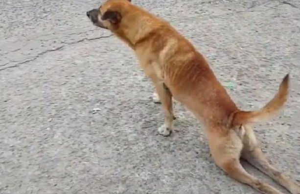 狗后腿站不起来了什么情况