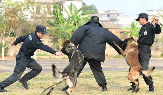 护卫犬怎么训有什么科目