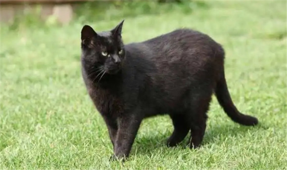 黑麻猫是什么品种