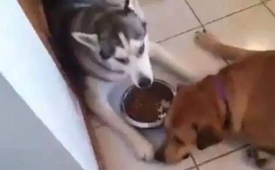 看见小伙伴没饭吃，于是哈士奇立马分享